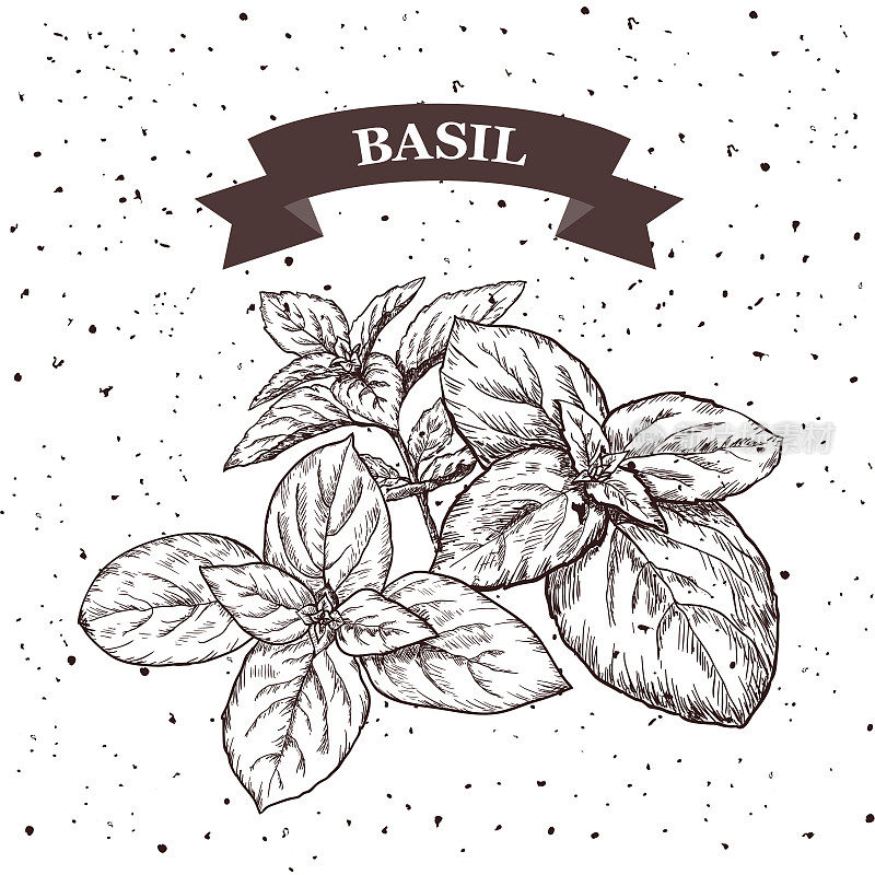 Basil. Herb and spice label. Engraving illustrations for tags. Vector sketches of vegan food.